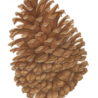 Jeffrey Pinecone, 16 x 20, $175
