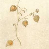 Ground Cherry, 11 x 14, $75