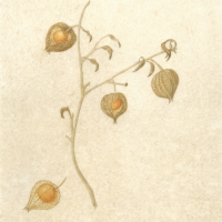 Ground Cherry, 11 x 14, $75