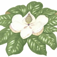 Magnolia, 24 x 29, $225