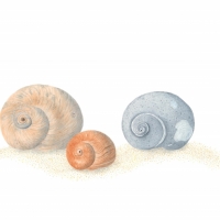 MoonShells, 16 x 12, $100