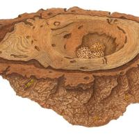 Oak Burl 16” x 20” $200