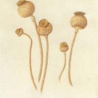 Opium Poppy, 9 x 12, $75