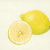 Eureka Lemon on Vellum, 12 x 10, $100