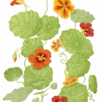 Nasturtium, 16 x 20, $175