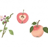 Pink Pearl Apple, 12 x 18, $130