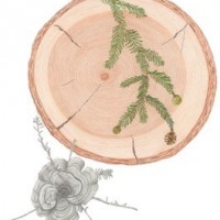 Redwood, 18 x 22, $200