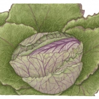 Savoy Cabbage, 16 x 20, $90