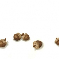 Small Acorns, 14 x 16, $65