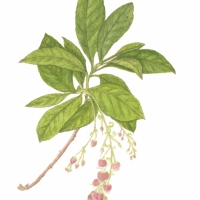 Strawberry Tree, 11 x 14, $85