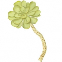 Succulent, 22 x 18, $120