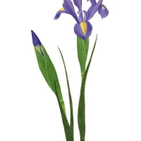 Iris, 16 x 20, $135