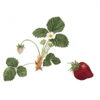 Strawberry, 14 x 16, $125