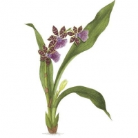 Orchid, 16 x 20, $135