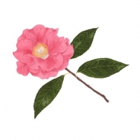 Camellia, 12 x 10, $135