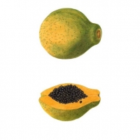 Papaya, 16 x 20, $125