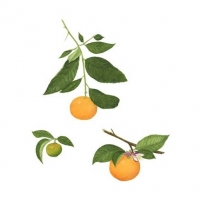 Rangpur Lime, 16 x 20, $150