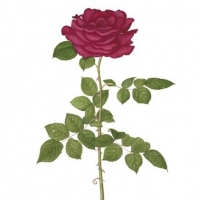 Rose, 20.5 x 24, $175
