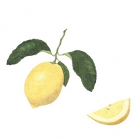 Lemon, 20 x 16, $120