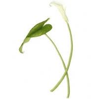 Calla Lily (white), 10 x 15, $130