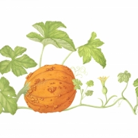 Pumpkin Patch, 30 x 24, $240