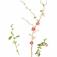 Quince, 19 x 30, $225