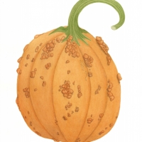 Pumpkin , 14 x 16, $150