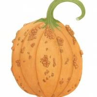 Pumpkin , 14 x 16, $150